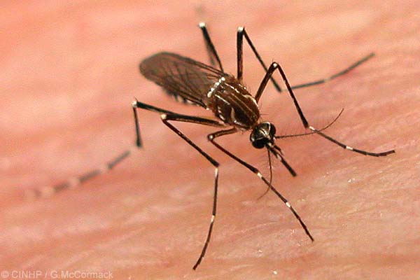Aumentan casos de dengue clásico en Manabí