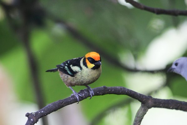 Sexto conteo de aves inició en zona fronteriza de Ecuador y Colombia