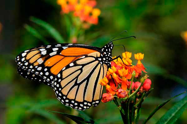 Fondo Mundial para la Naturaleza critica a EEUU por no cuidar a mariposa monarca