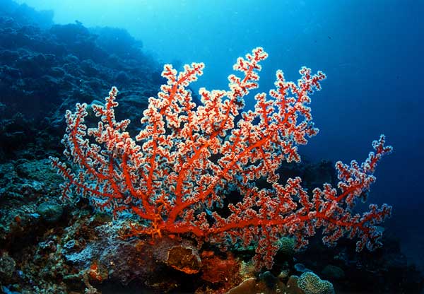 Los corales ayudan a regular la temperatura de la Tierra