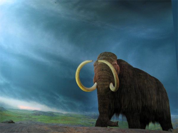 Cambios climáticos pudieron provocar extinción del mamut