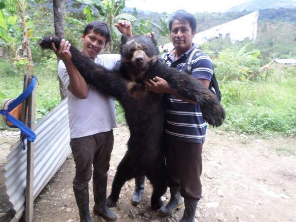 Ciudadanos denuncian la matanza de oso de anteojos en redes sociales
