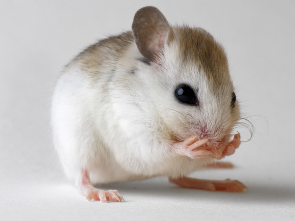 ¿Los ratones pueden rejuvenecer?