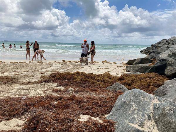 Foto de una playa con sargazo en Miami Beach, Florida.
