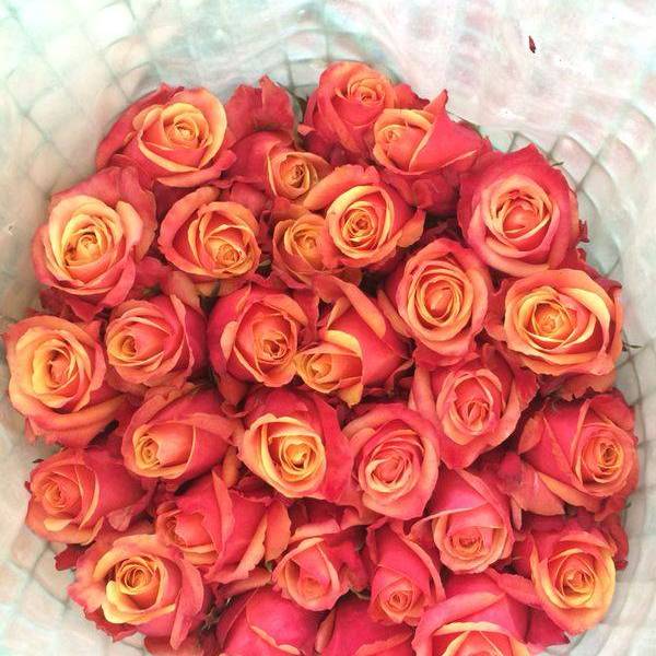 Recorra la belleza de Cayambe y sus tradiciones