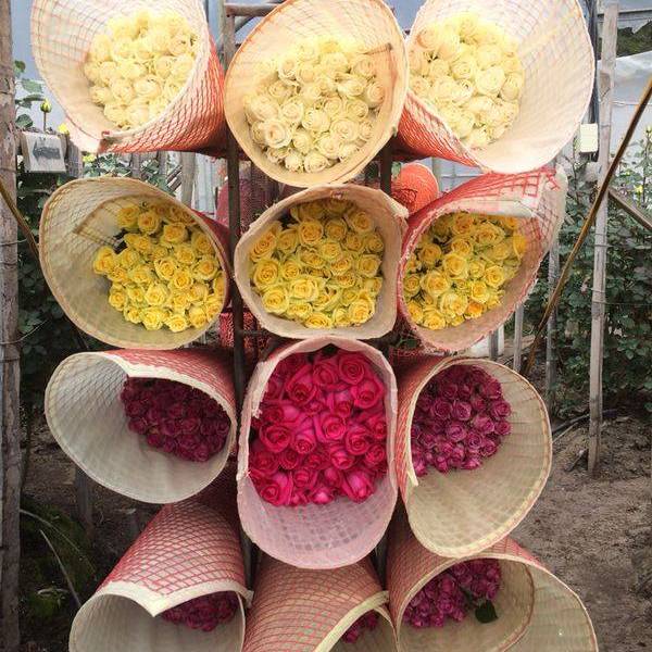 Recorra la belleza de Cayambe y sus tradiciones