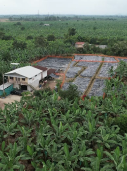 Más de 4 000 plantas de banano han sido destruidas en Santa Rosa, El Oro, por el Fusarium Raza 4