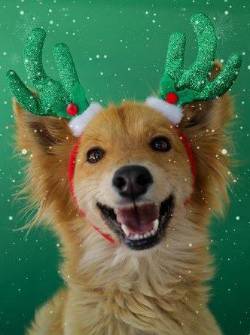 Imagen de uno de los perros de la Unidad de Bienestar Animal del Municipio de Quito.