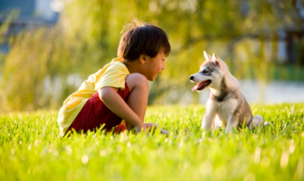 5 reglas básicas para educar a tu perro