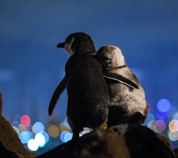 Captan a dos pingüinos abrazados mirando al horizonte