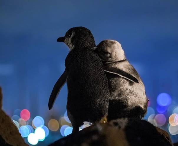 Captan a dos pingüinos abrazados mirando al horizonte