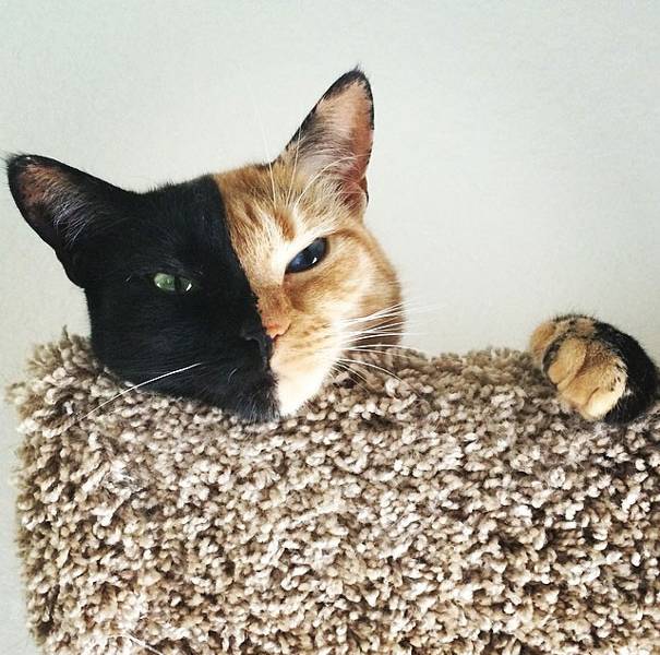 El misterio de la gata de dos caras que es furor en internet