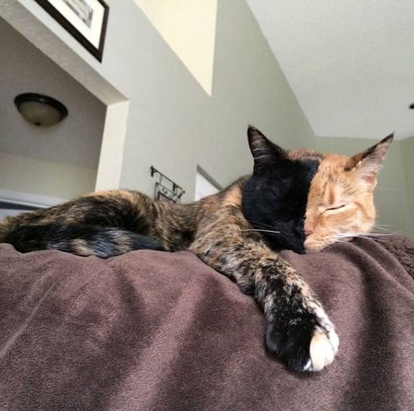 El misterio de la gata de dos caras que es furor en internet