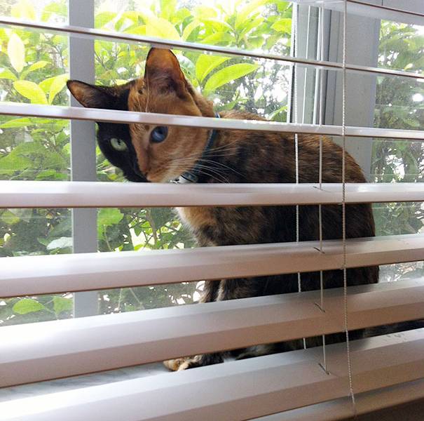 El misterio de la gata de dos caras que es furor en internet