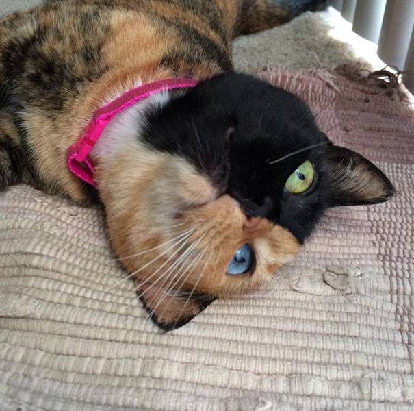 El misterio de la gata de dos caras que es furor en internet