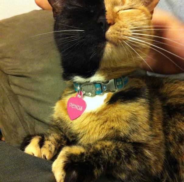 El misterio de la gata de dos caras que es furor en internet