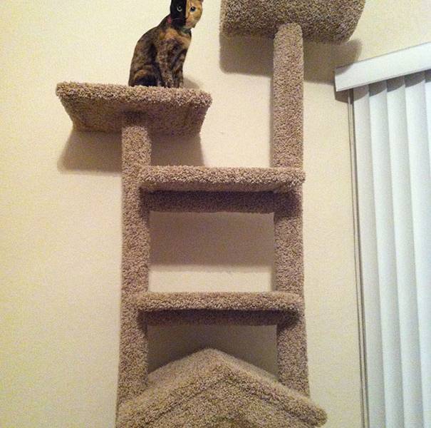 El misterio de la gata de dos caras que es furor en internet