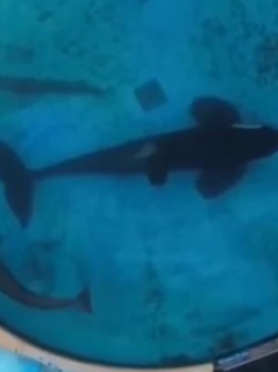 Kshamenk en su estanque, mundo marino, Argentina