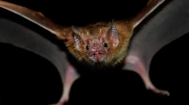 Describen nueva especie de murciélago en Andes de Ecuador