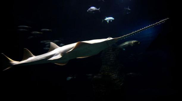 Descubren un grupo de peces sierra que se reproducen sin sexo