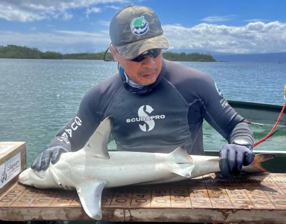 Un investigador toma medidas a una cría de tiburón martillo (Sphyrna lewini) en Galápagos.