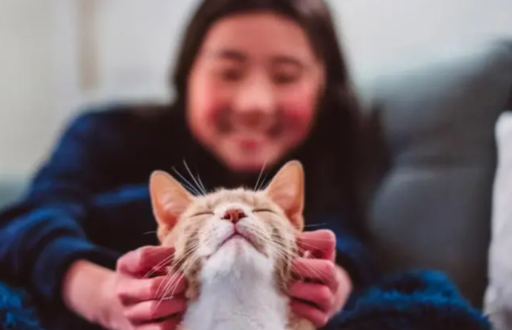 Los gatos se convirtieron en nuestras mascotas mucho más tarde de lo que se pensaba (y todos provienen de la misma especie)