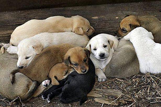 Personal aduanera rescata a 60 cachorros que iban a ser trasladados ilegalmente