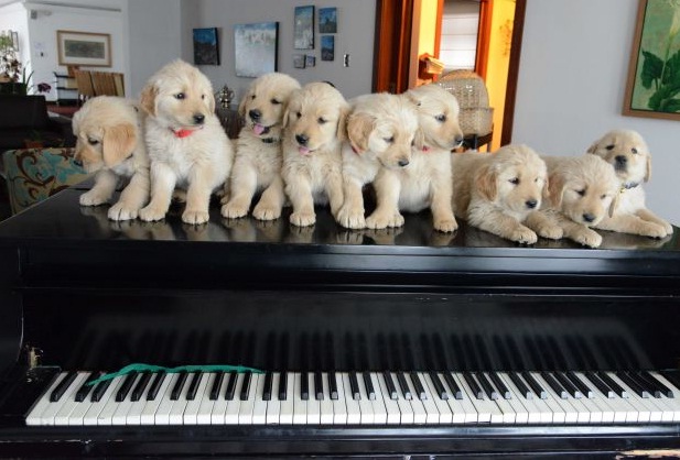 Los singulares visitantes de Carondelet