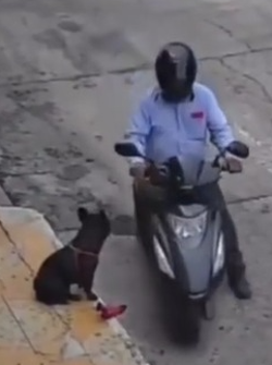 Motociclista le arrebata el juguete a un perrito en plena vía.