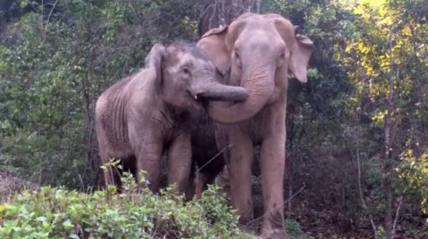 El reencuentro de una mamá elefante y su cría que fue raptada