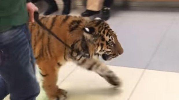 Rusia: domador pasea a tigre en centro comercial