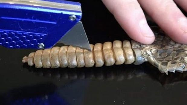 ¿Qué contiene el interior de la cola de una serpiente cascabel?