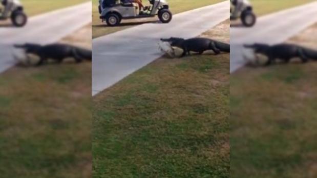 Terror por cocodrilo que pasea en campo de golf de Florida