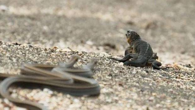 La desenfrenada persecución de unas serpientes a una iguana