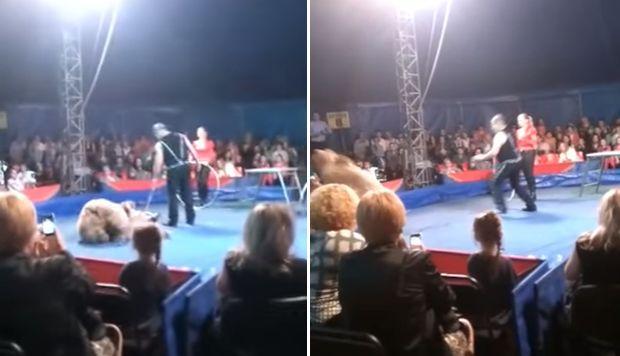 El aterrador momento en que el oso de un circo ataca al público