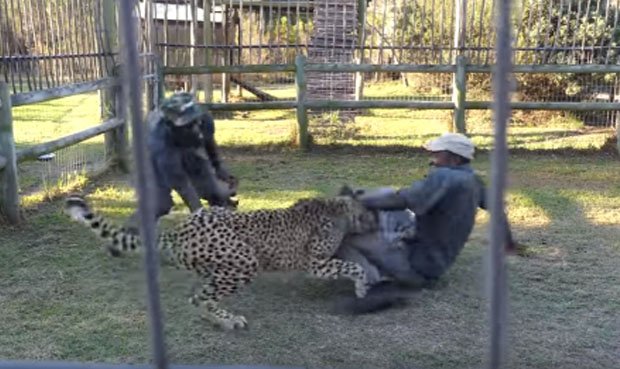Guepardo ataca a sus cuidadores mientras le daban de comer