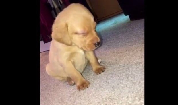 Video de cachorro luchando contra el sueño se vuelve viral