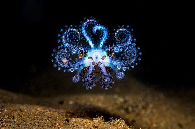 Las impresionantes imágenes del concurso de fotografía oceánica