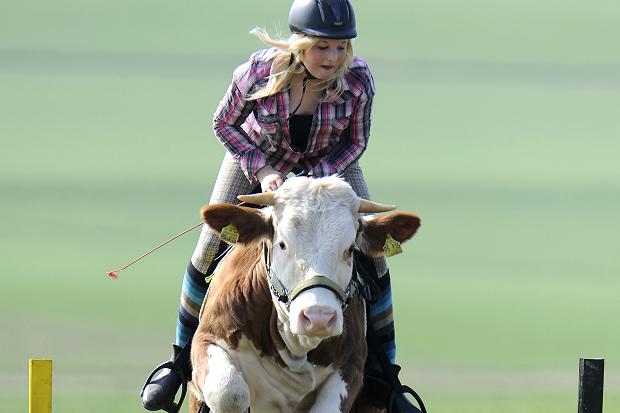 Chica entrena su vaca para saltar como &#039;caballo&#039;