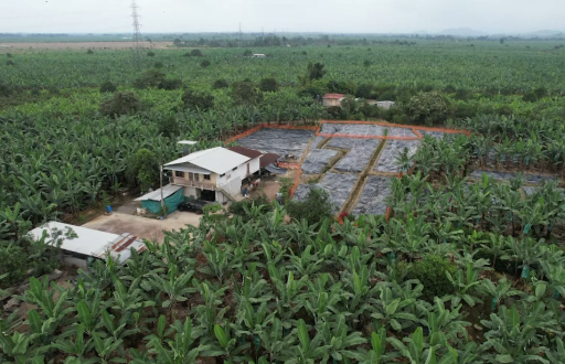 Más de 4 000 plantas de banano han sido destruidas en Santa Rosa, El Oro, por el Fusarium Raza 4