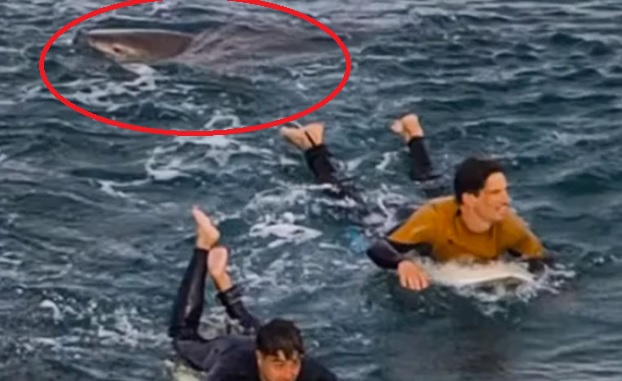 Un surfista sobrevive a puñetazos al ataque de un tiburón en Australia