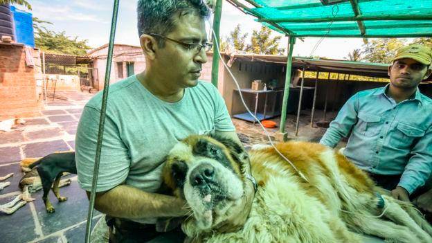 Un San Bernardo que sufre de problemas en los riñones requiere una vía intravenosa diaria para sobrevivir.