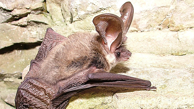 El misterioso susurro del murciélago orejudo