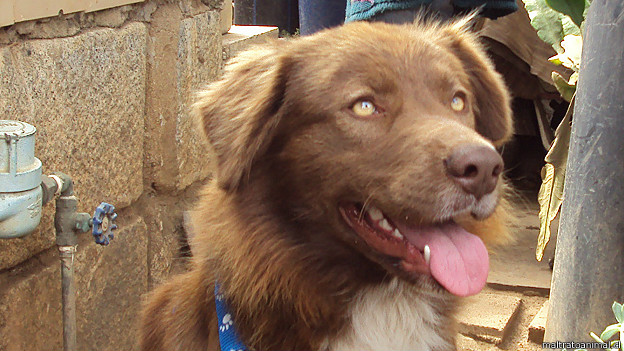 La increíble historia del perro callejero más caro del mundo