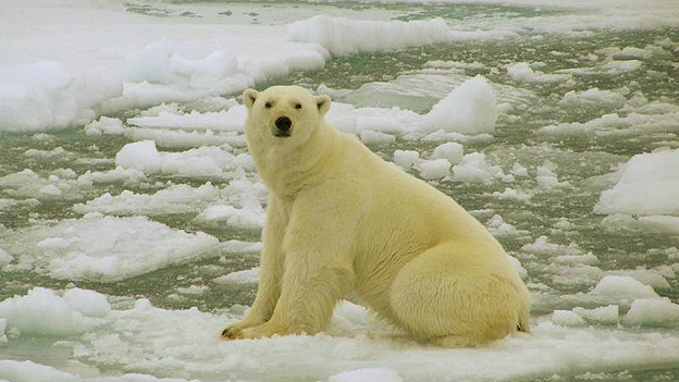 Se busca persona con voz profunda para ahuyentar osos polares