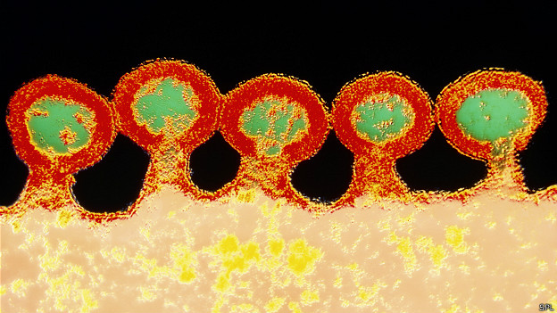 Descifran la coraza interna del VIH