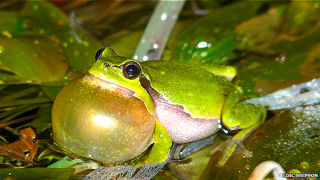 En el sexo, los más chicos son los más tramposos