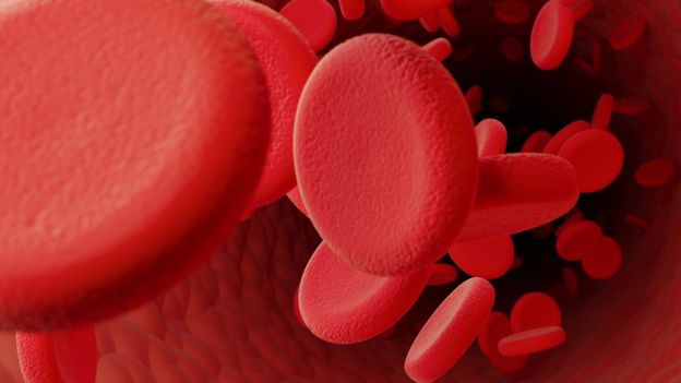 2 mutaciones en la hemoglobina permitieron nuestra existencia