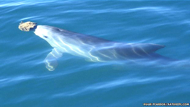 El vino en el embarazo perjudica el coeficiente intelectual del bebé