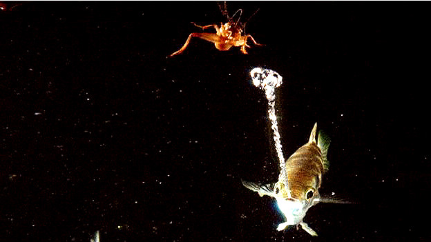 El vino en el embarazo perjudica el coeficiente intelectual del bebé